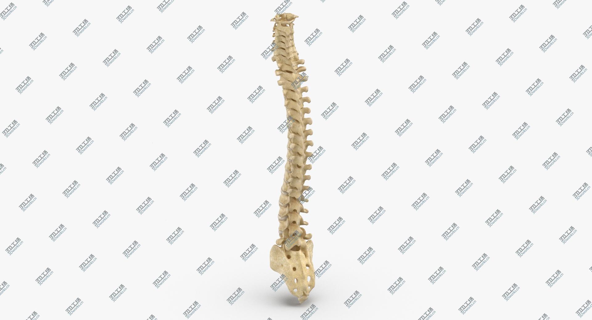images/goods_img/202104021/3D Human Spine Bones Anatomy With Intervertibral Disks 01/2.jpg